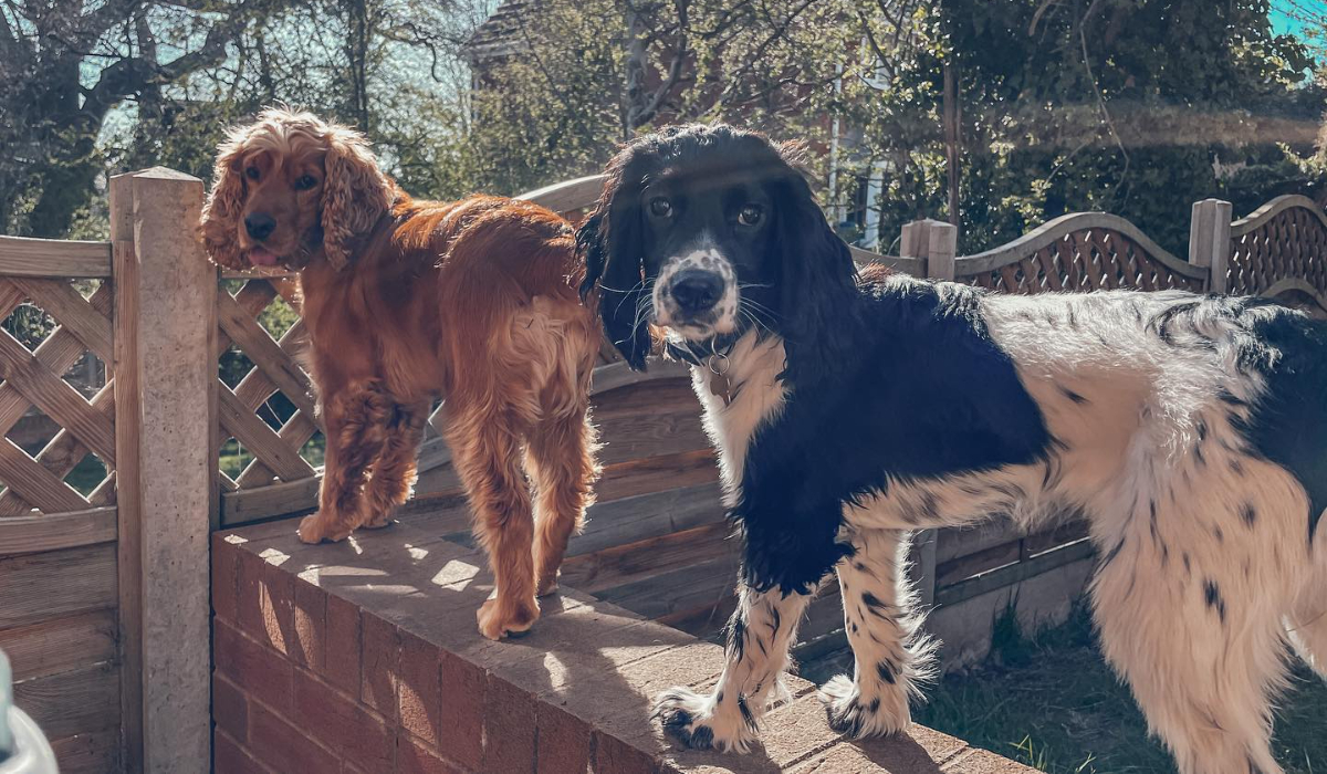 Charlotte Chilton Wife