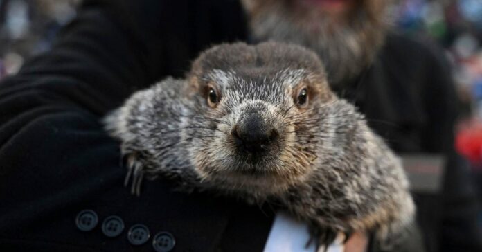 Punxsutawney Phil groundhog